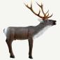 Preview: Leitold Red Deer