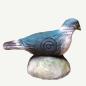 Preview: Leitold Pigeon