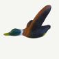 Preview: Leitold Flying Duck