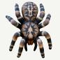 Preview: Leitold Bird Spider