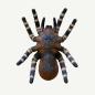 Preview: Leitold Bird Spider