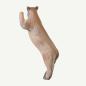 Preview: Leitold Mountain Lion on hind legs