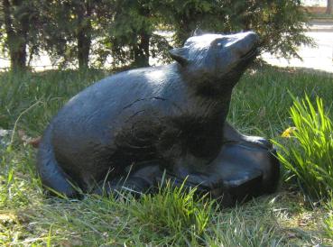 Preview: Raccoon "Ernie"