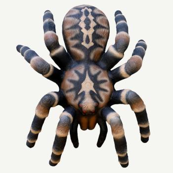 Leitold Bird Spider