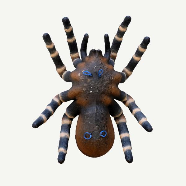 Leitold Bird Spider